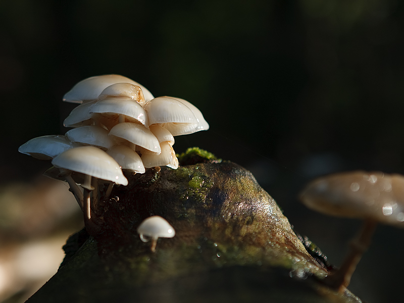 Oudemansiella mucida Porseleinzwam Porceline fungus